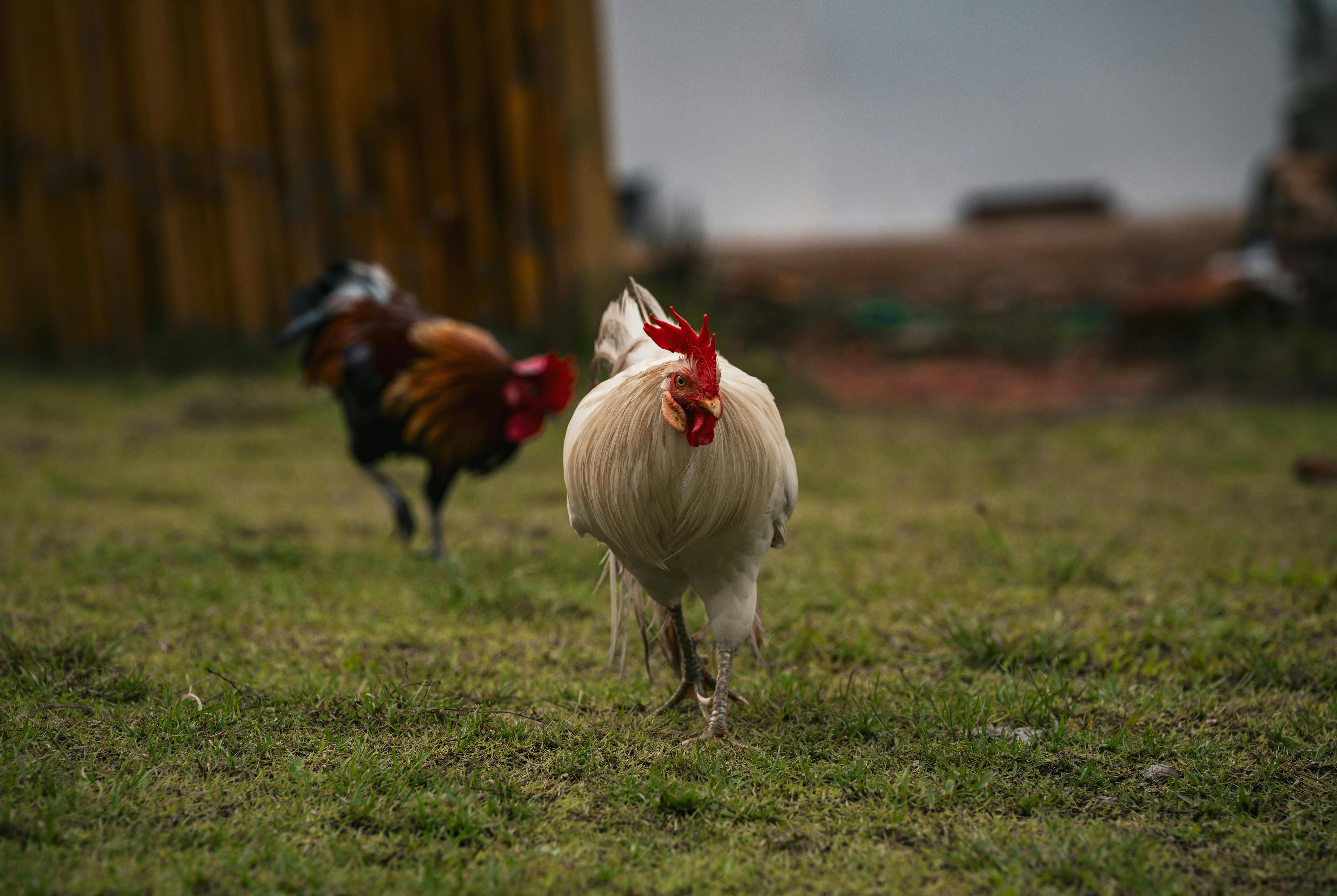 Galos e galinhas soltos em pasto verde, representando o sistema de criação livre com bem-estar animal